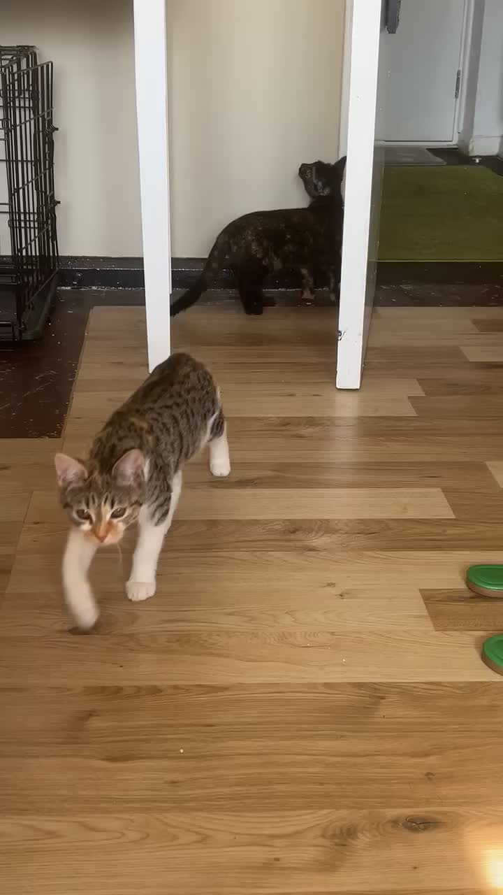 Domestic Shorthair cats for sale: Lovely Domestic short hair cats - Video 1