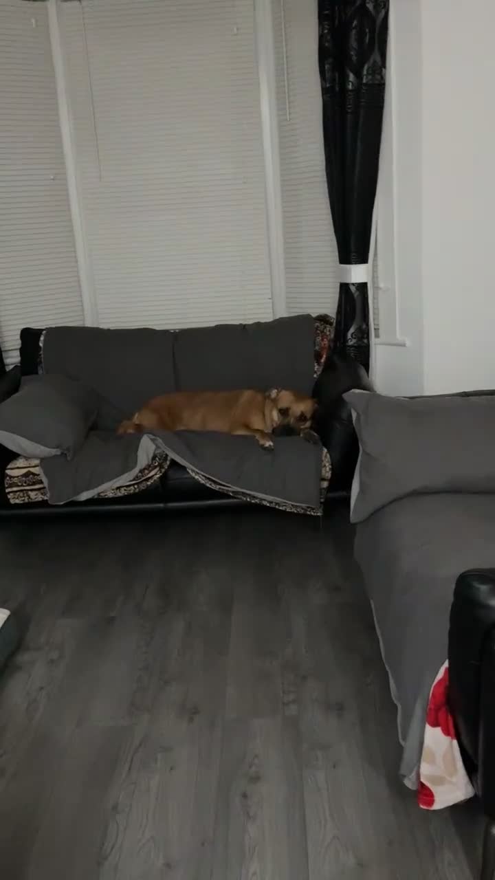 Mixed Breed dogs for sale: Seeking a Forever Heart for Our Sweet Girl - Video 1