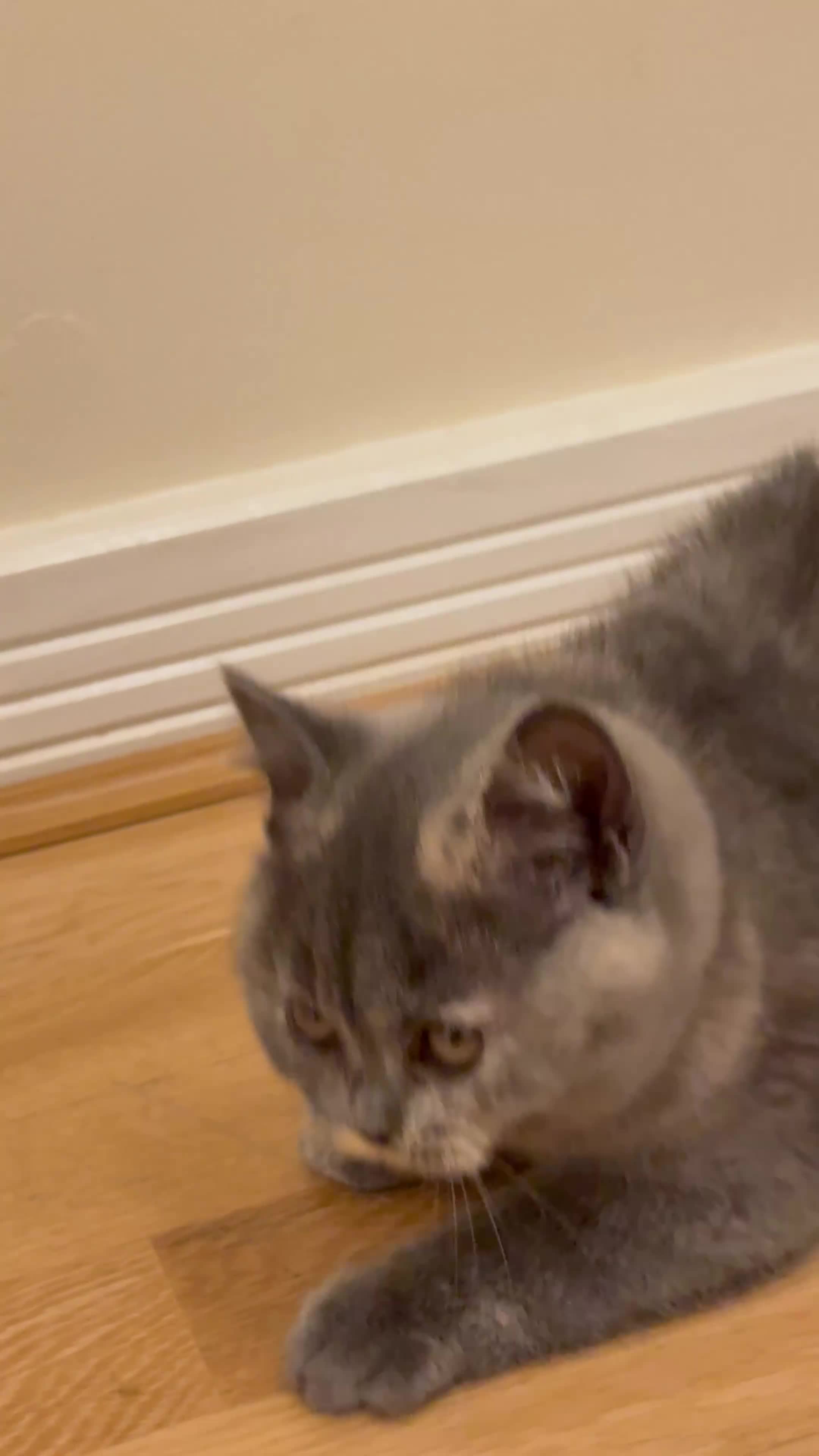 British Shorthair cats for sale: Beautiful Kitten ready to leave  - Video 1
