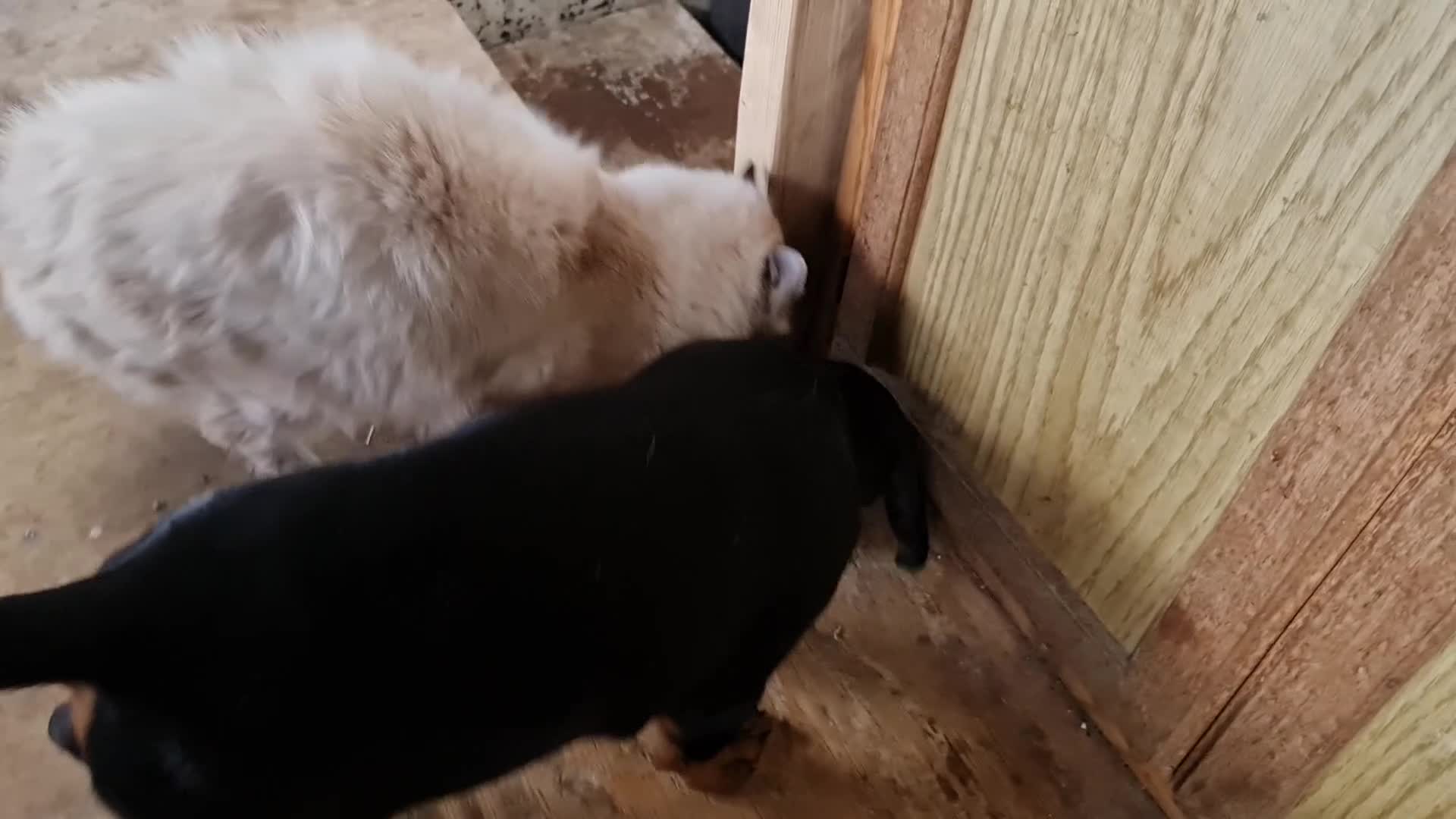 Ragdoll cats for sale: Cuddlest Ragdoll GCCF registered ACTIVE  - Video 2