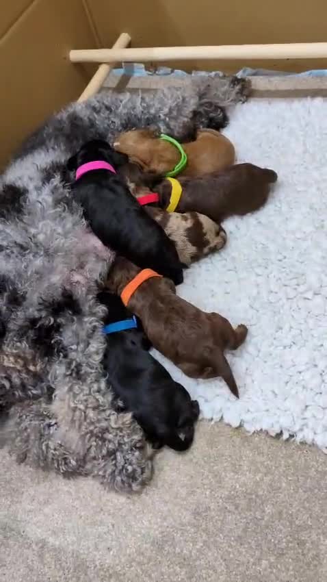 Cavapoo dogs for sale: F1 Cavapoos - Parents DNA Health Tested  - Video 1