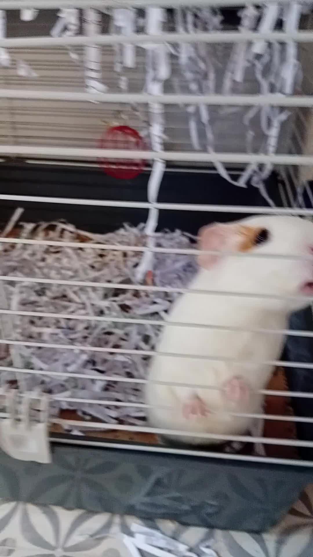 Guinea Pig rodents for sale: 2 male guinea pigs looking for their forever - Video 1