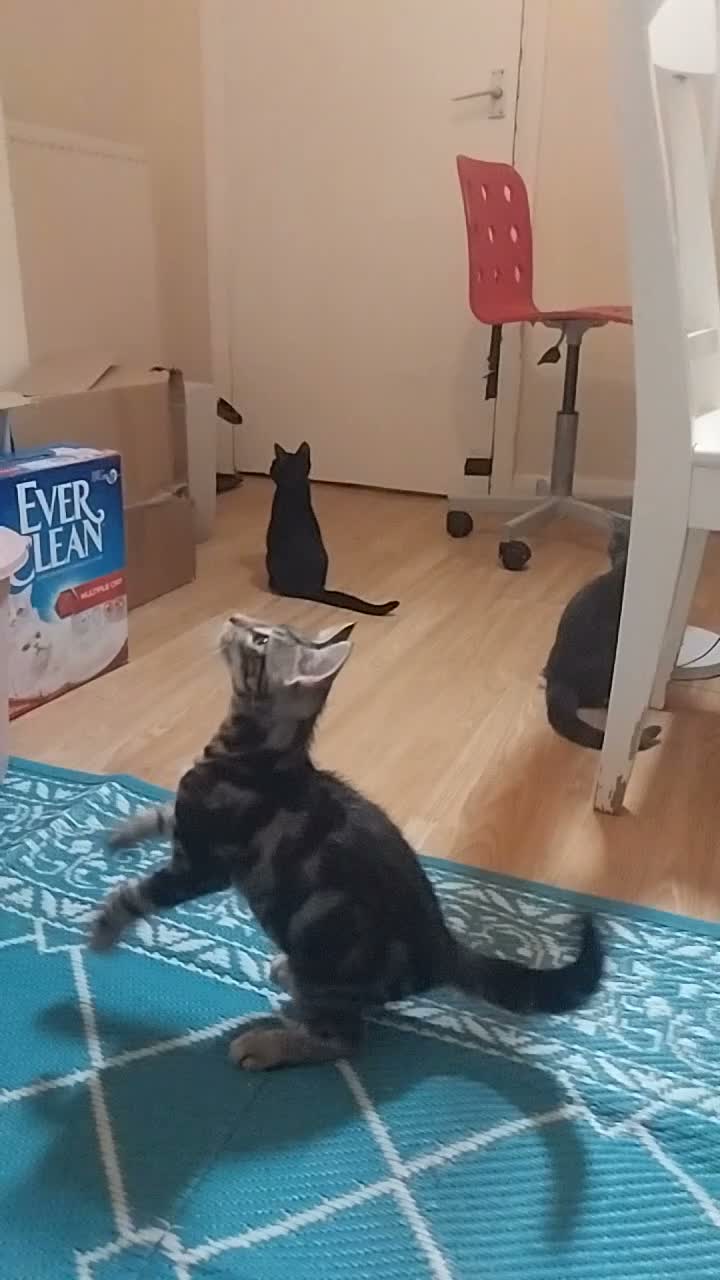 Mixed Breed cats for sale: Playful kittens looking for loving home - Video 1