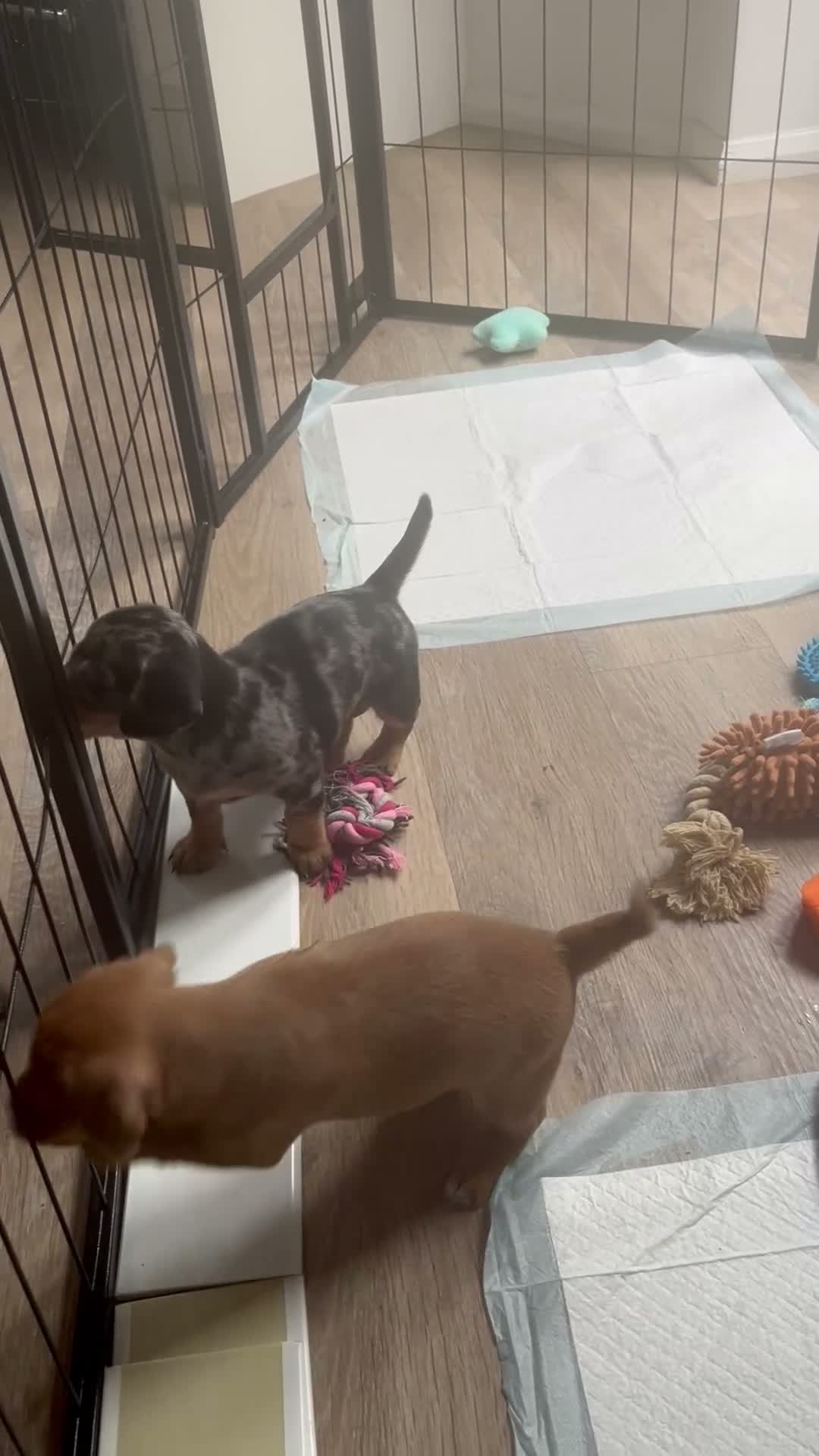 Mixed Breed dogs for sale: Beautiful pups for sale  - Video 2
