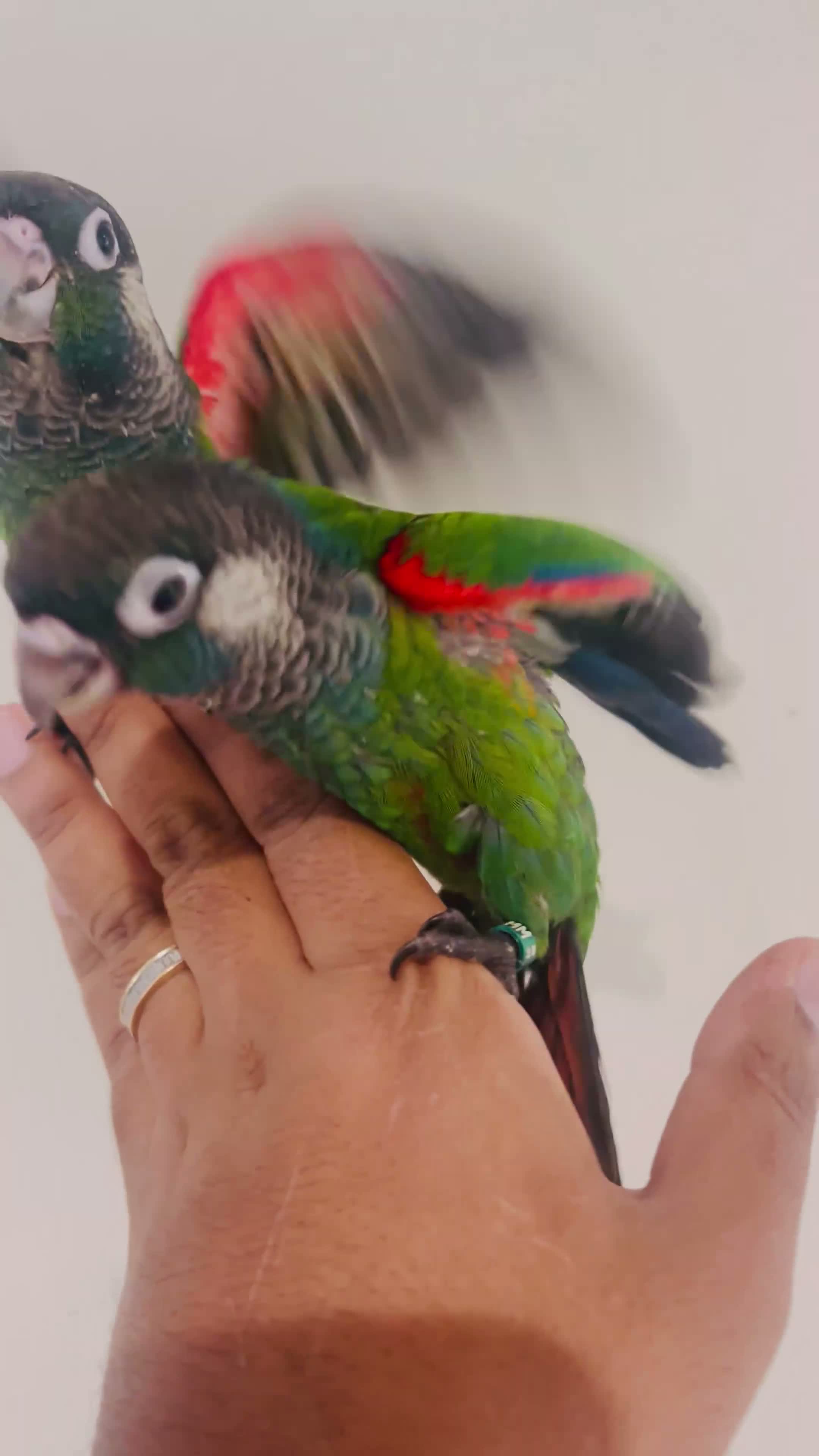 Conures birds for sale: Hand reared conures for sale  - Video 2