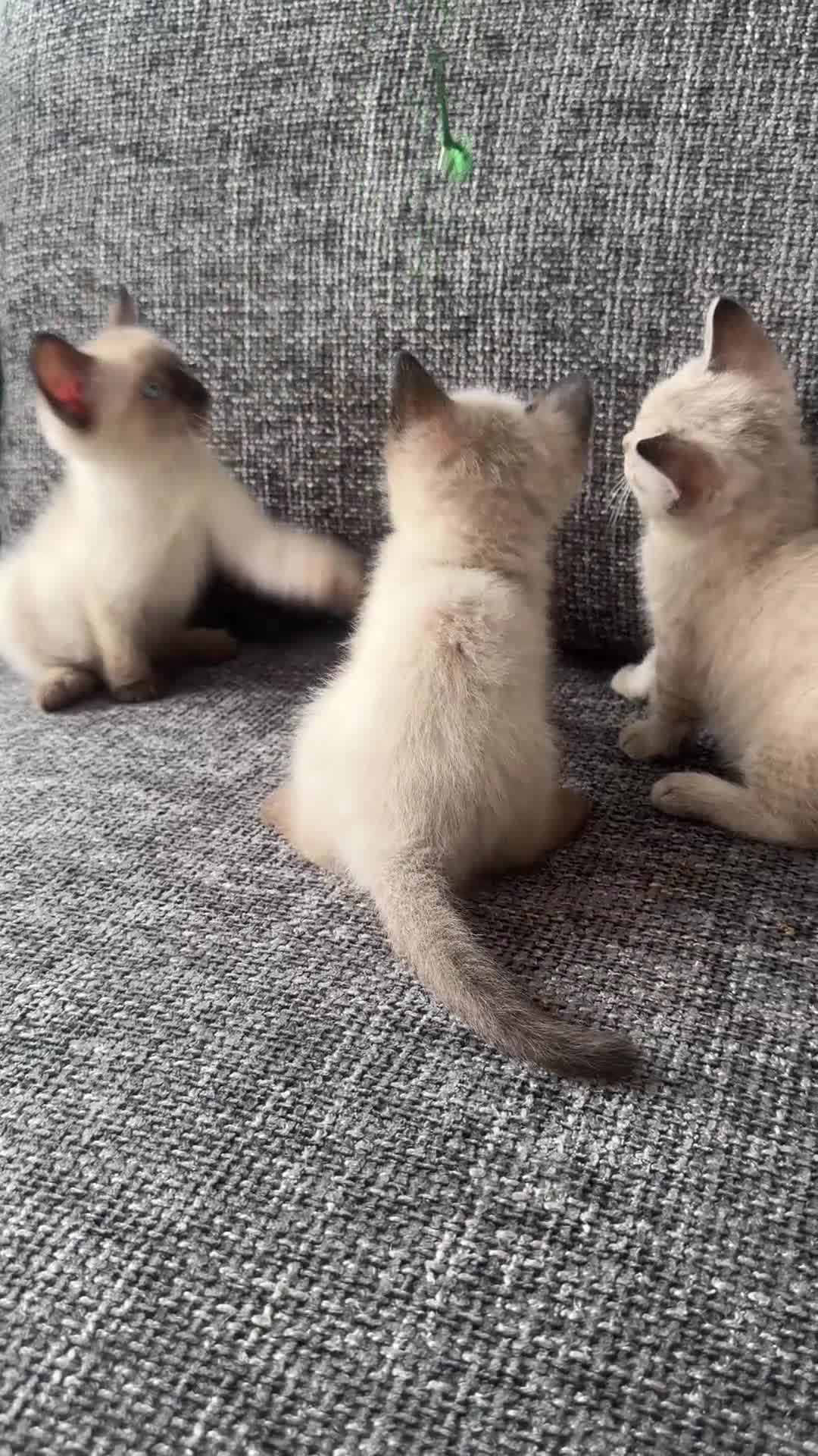 Mixed Breed cats for sale: Devon Rex x Siamese Kittens Ready End of June - Video 4