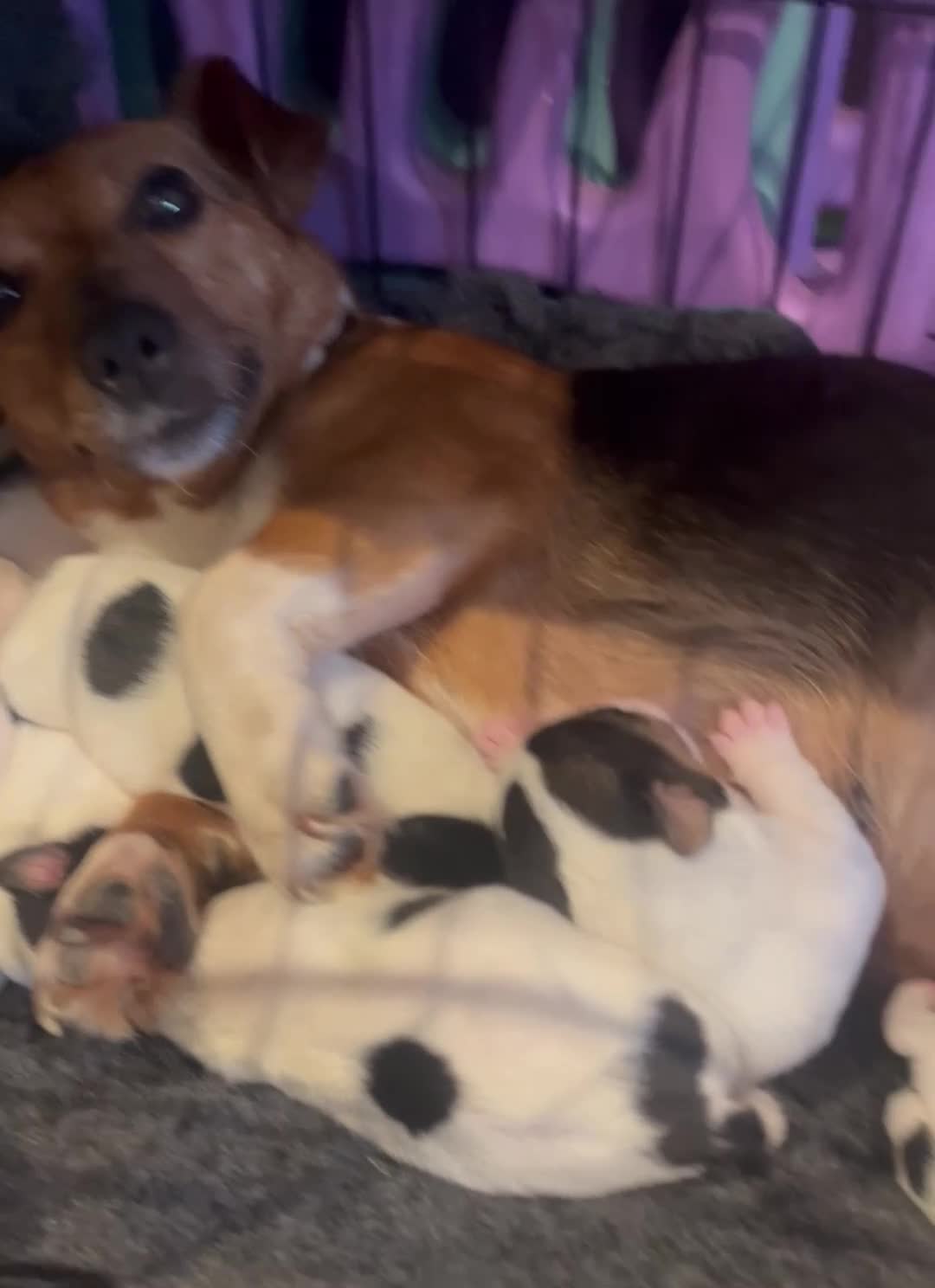 Jack Russell dogs for sale: Jack Russell Puppies for sale - Video 1