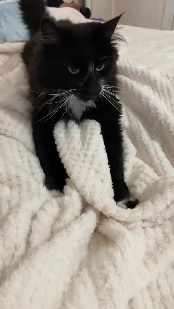 Mixed Breed cats for adoption: Merlin is seeking his forever home - Video 1