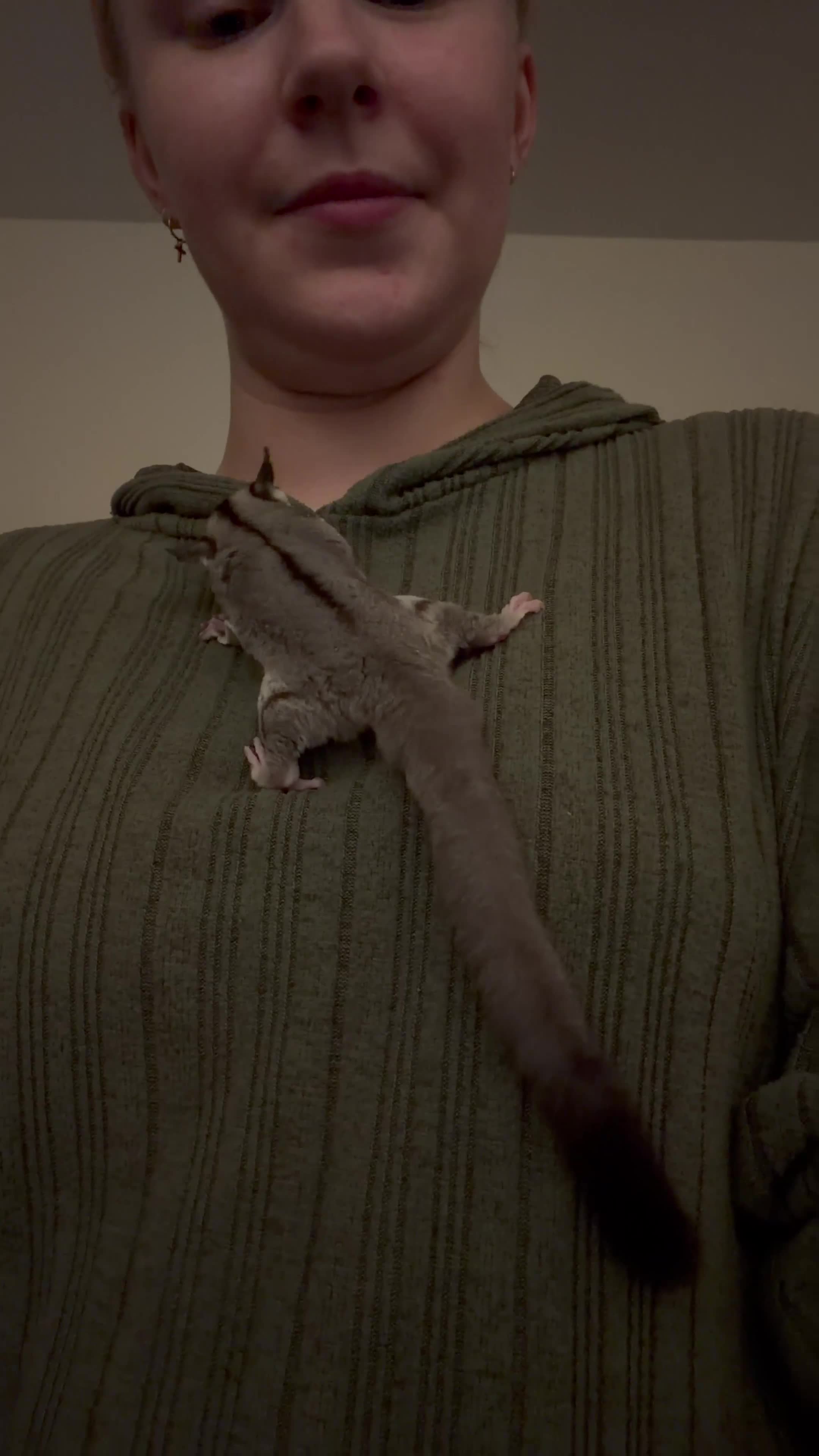 Sugar Glider rodents for sale: Female Sugar Glider  - Video 1
