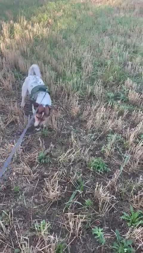 Jack Russell dogs for sale: JRT for rehoming due to relocation for work abroad - Video 1