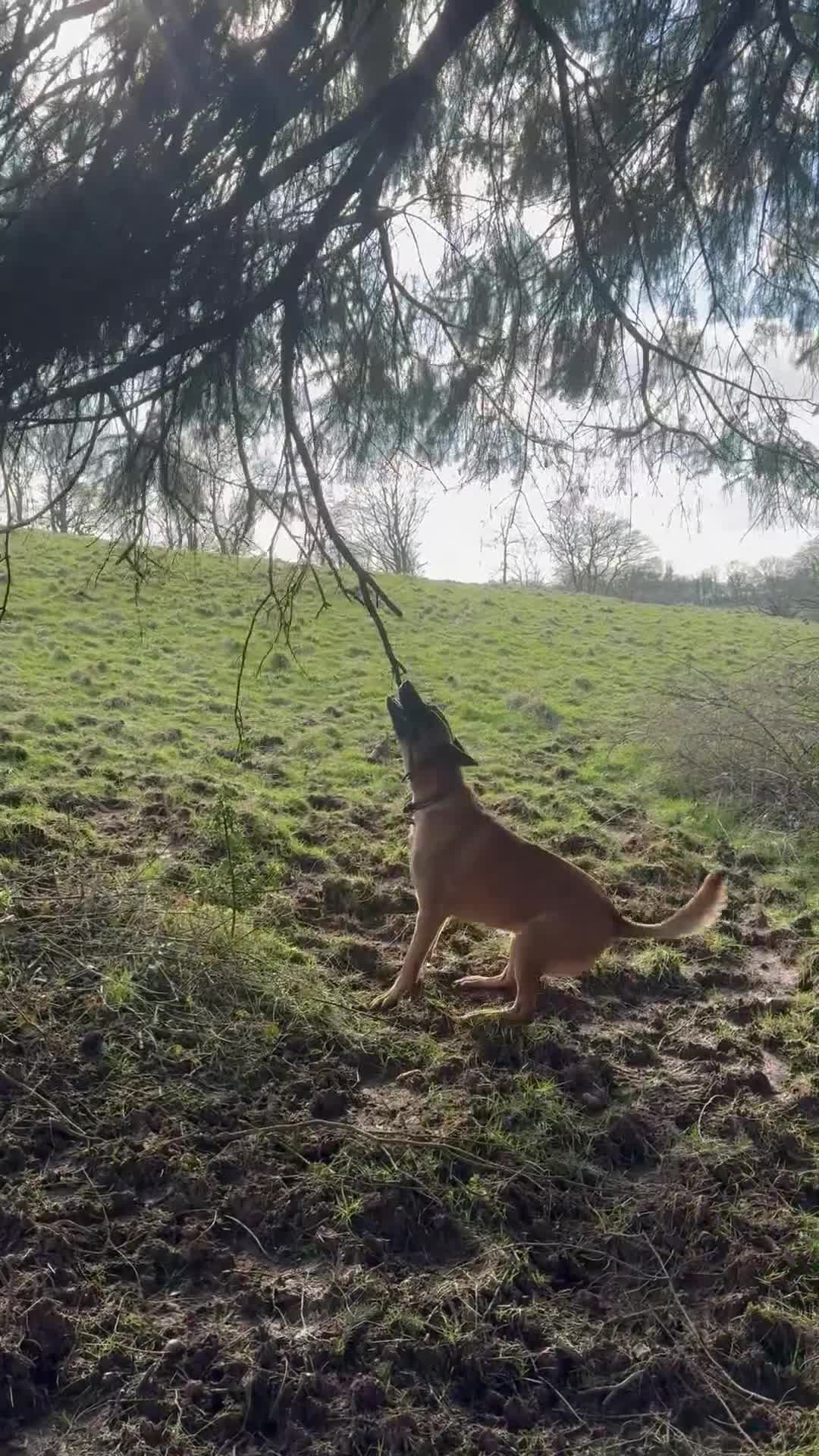 Belgian Shepherd Dog dogs for sale: Malinois Pups. Intentionally Bred as family dogs - Video 3