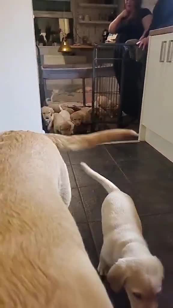 Labrador Retriever dogs for sale: Labrador puppies - Video 2