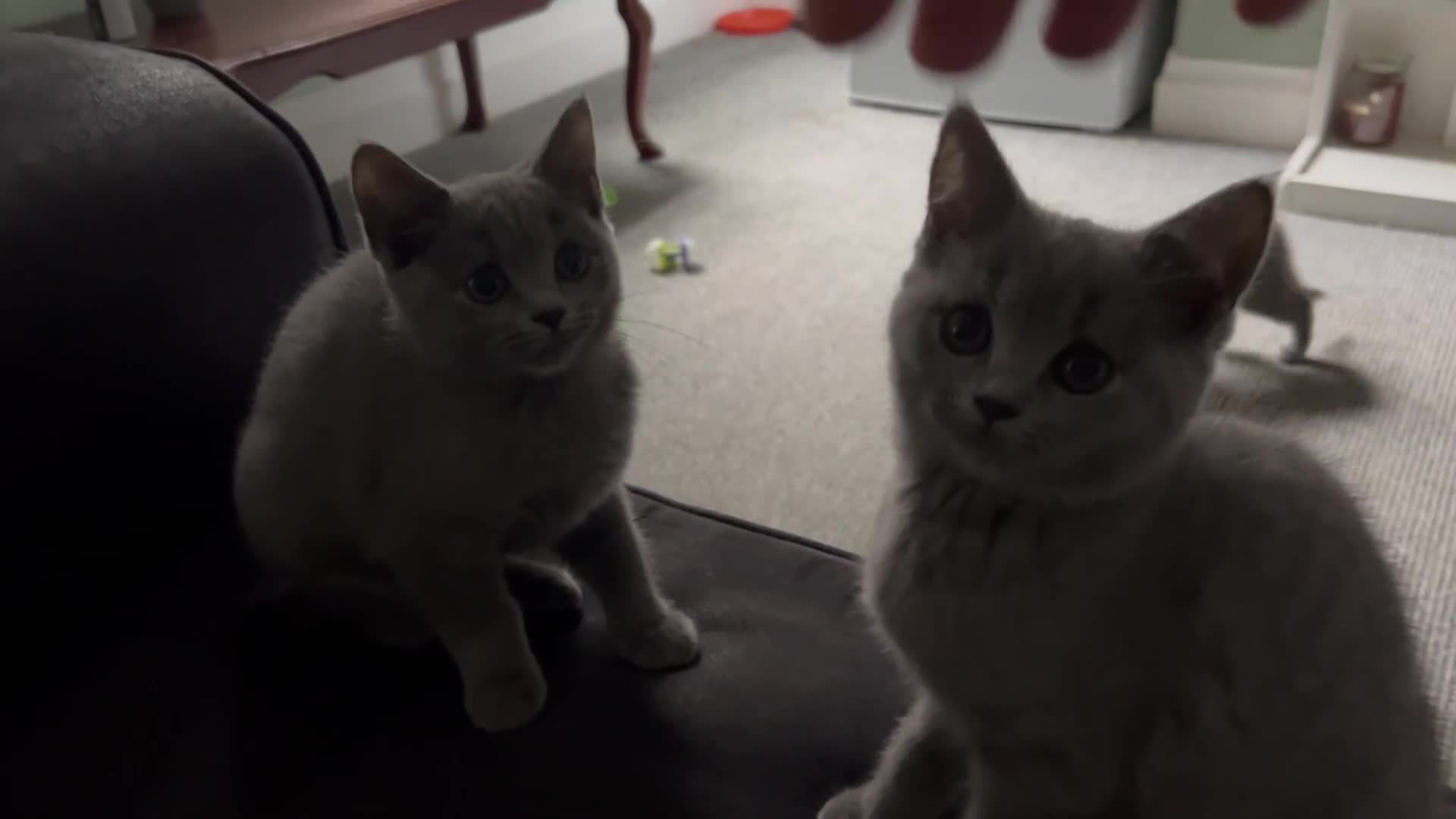 British Shorthair cats for sale: British shorthair  in Blackpool - Video 1