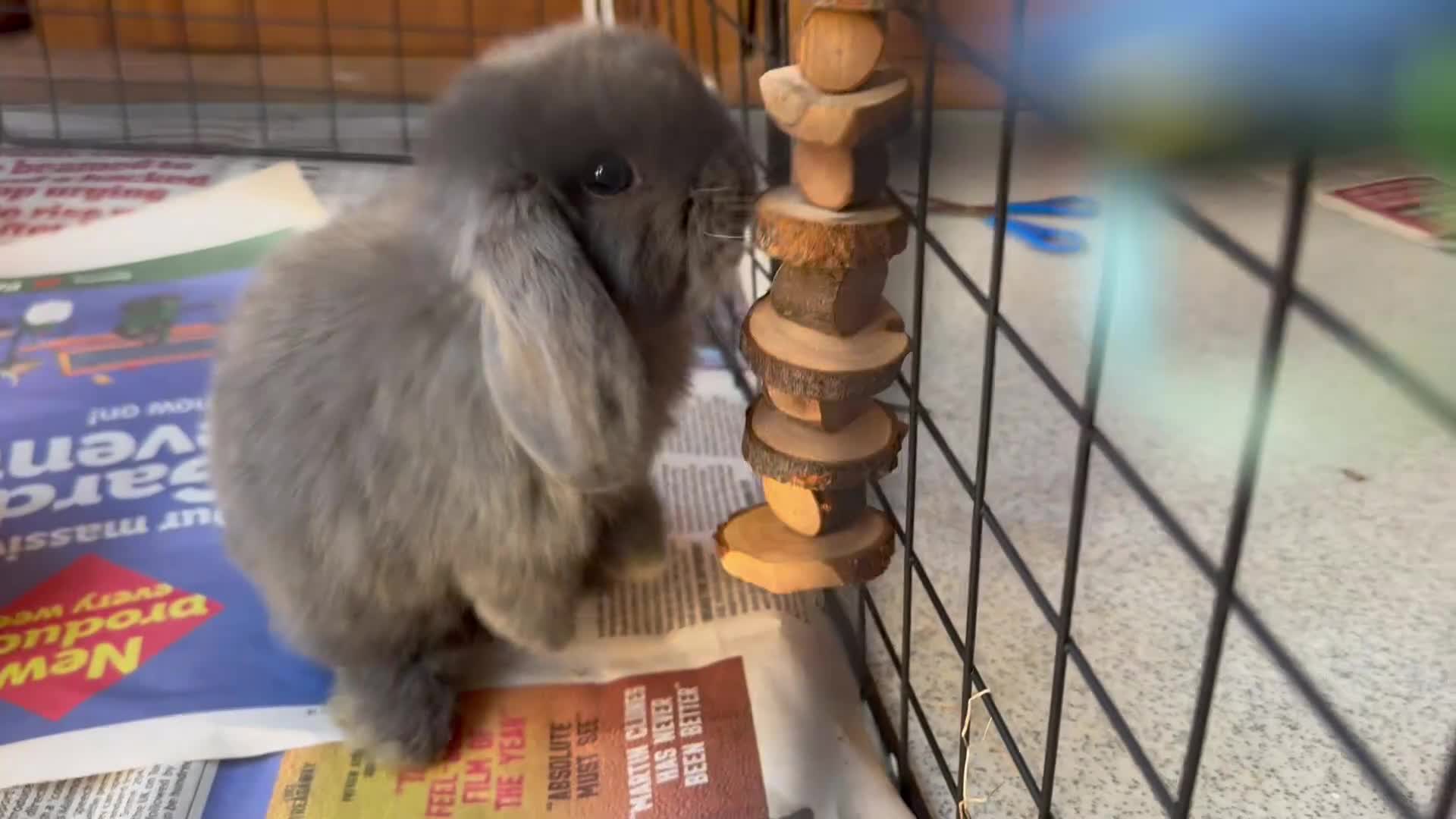 Mini Lop rabbits for sale: Mini lop girl - Video 1