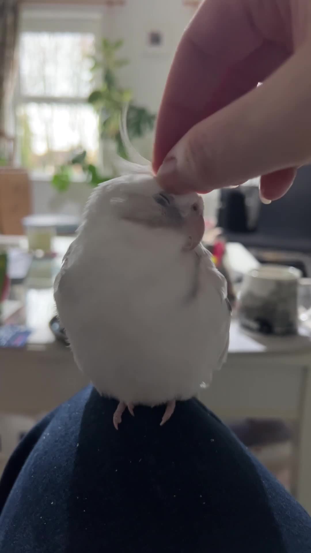 Cockatiels birds for sale: Two Loving Female Cockatiels for Rehoming - Video 2