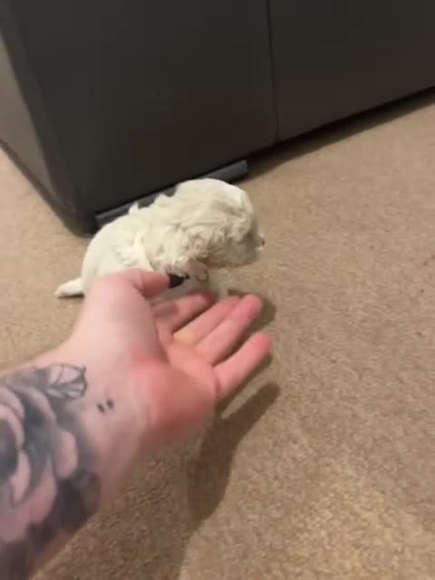 Cavapoochon dogs for sale: 🌟 Stunning F1B Cavapoochon puppies available now - Video 4