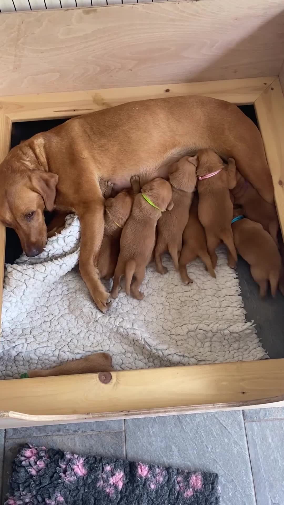 Labrador Retriever dogs for sale: Fox Red Labrador Puppies  - Video 1