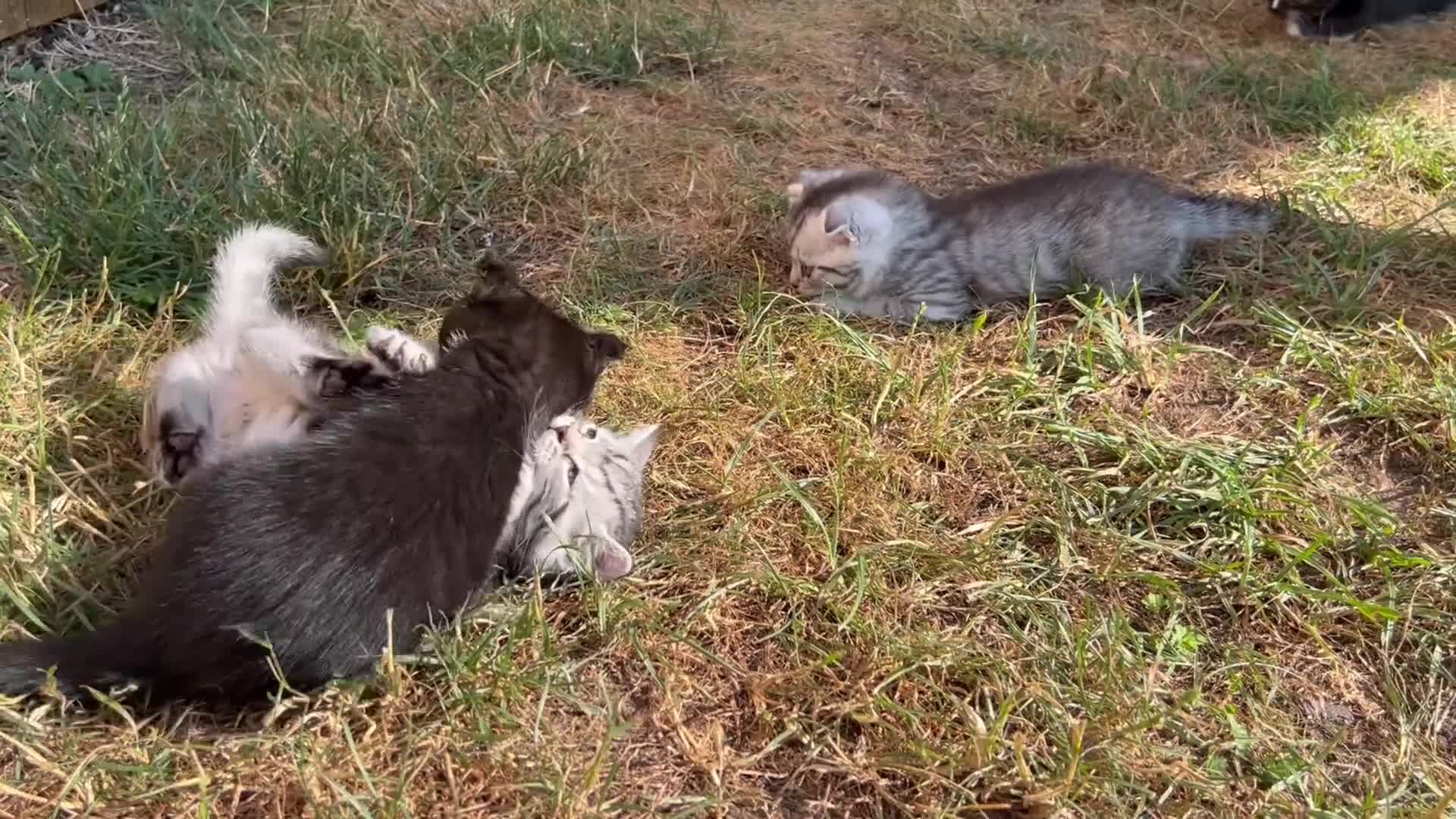 Mixed Breed cats for sale: 6 Beautiful Kittens - Video 2