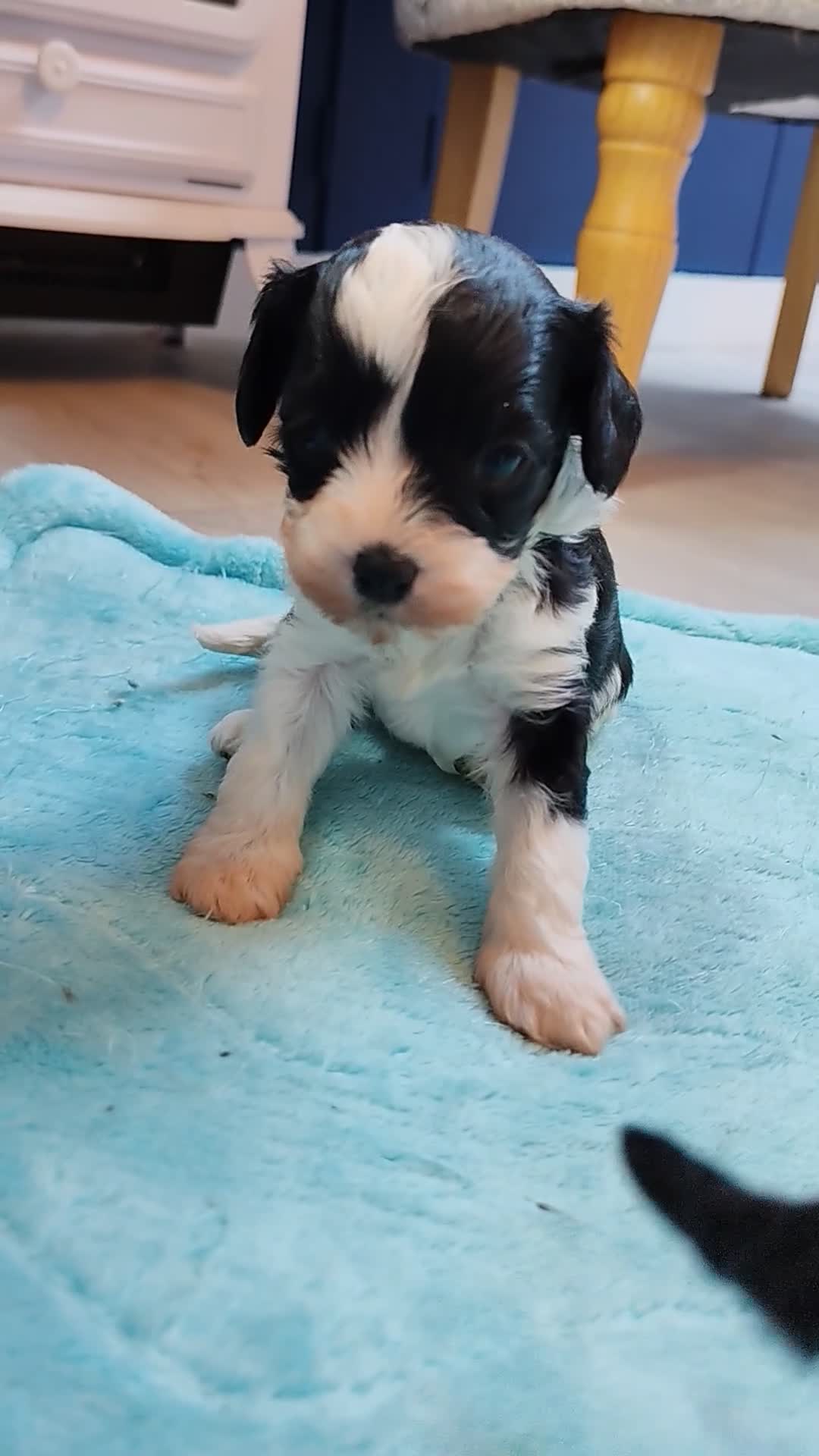 Cavapoo dogs for sale: Unique🌈Litter F1 Cavapoo's Health Tested  in Stockport - Video 2