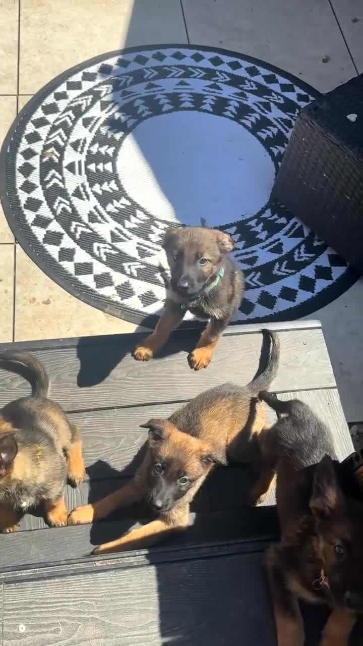Belgian Shepherd Dog dogs for sale: Belgian Malinois - Video 2