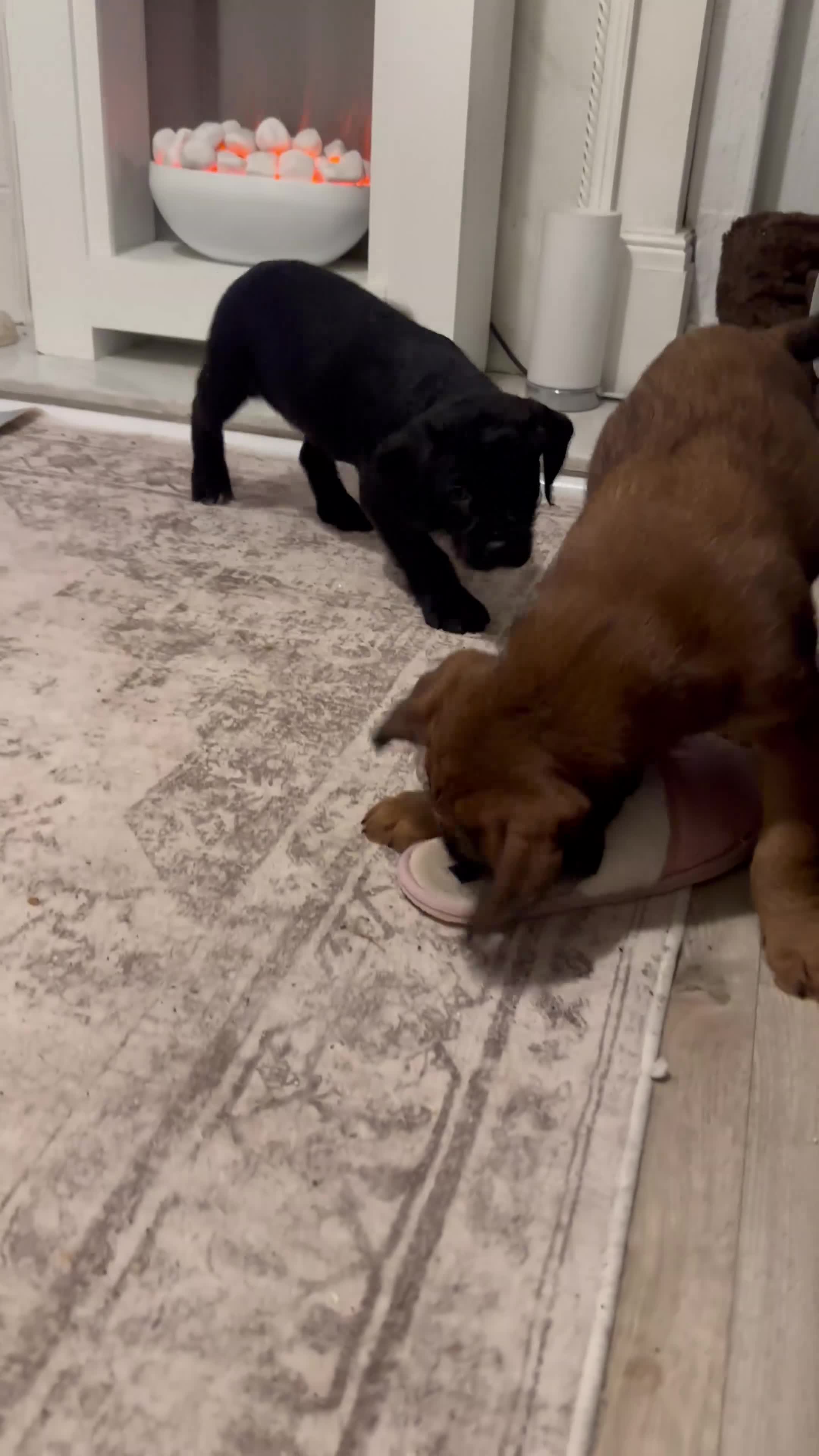 Mixed Breed dogs for sale: Oldiepoo puppies for sale  - Video 1