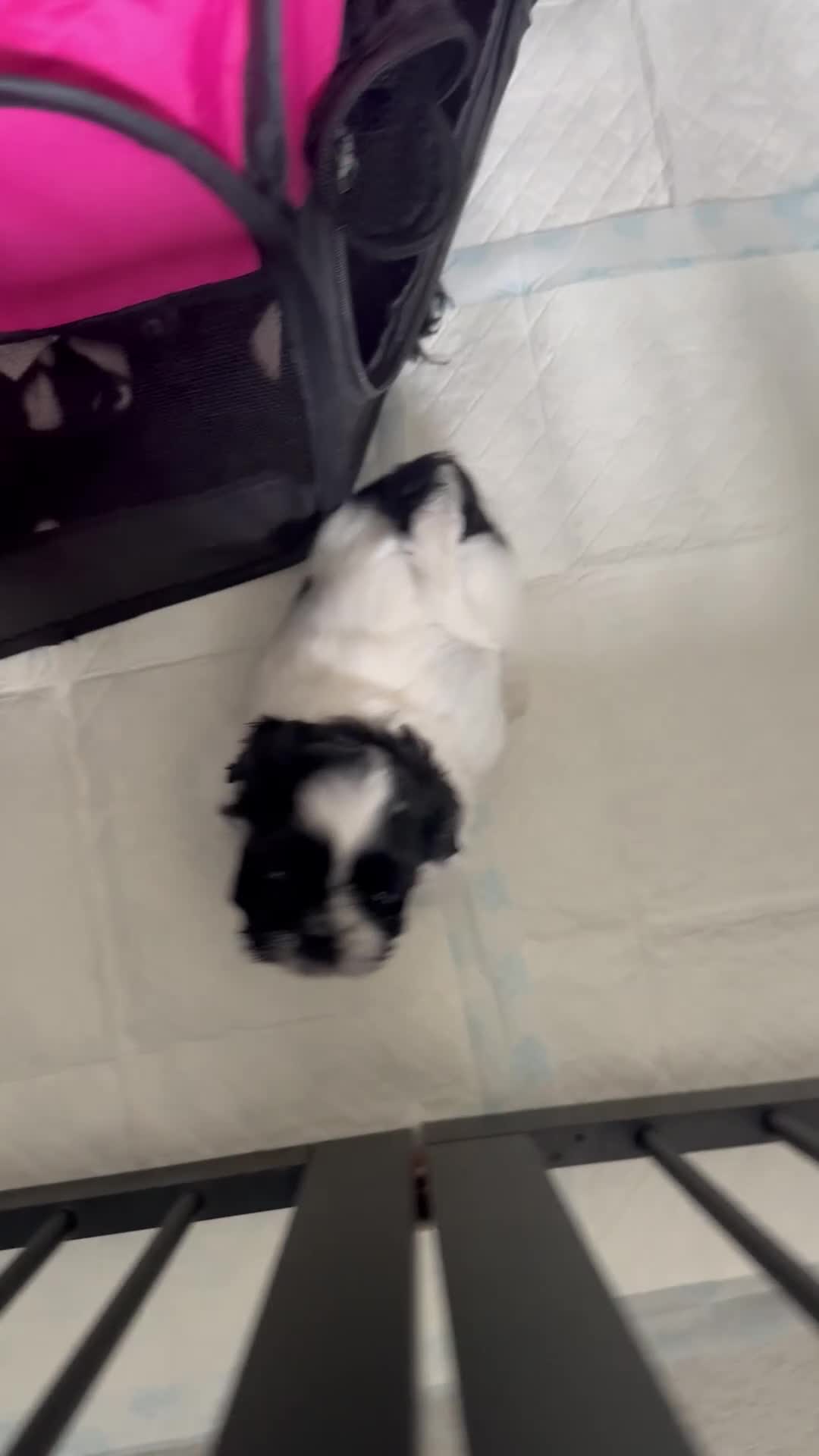 Shih Tzu dogs for sale: Shih Tzu puppies  - Video 2