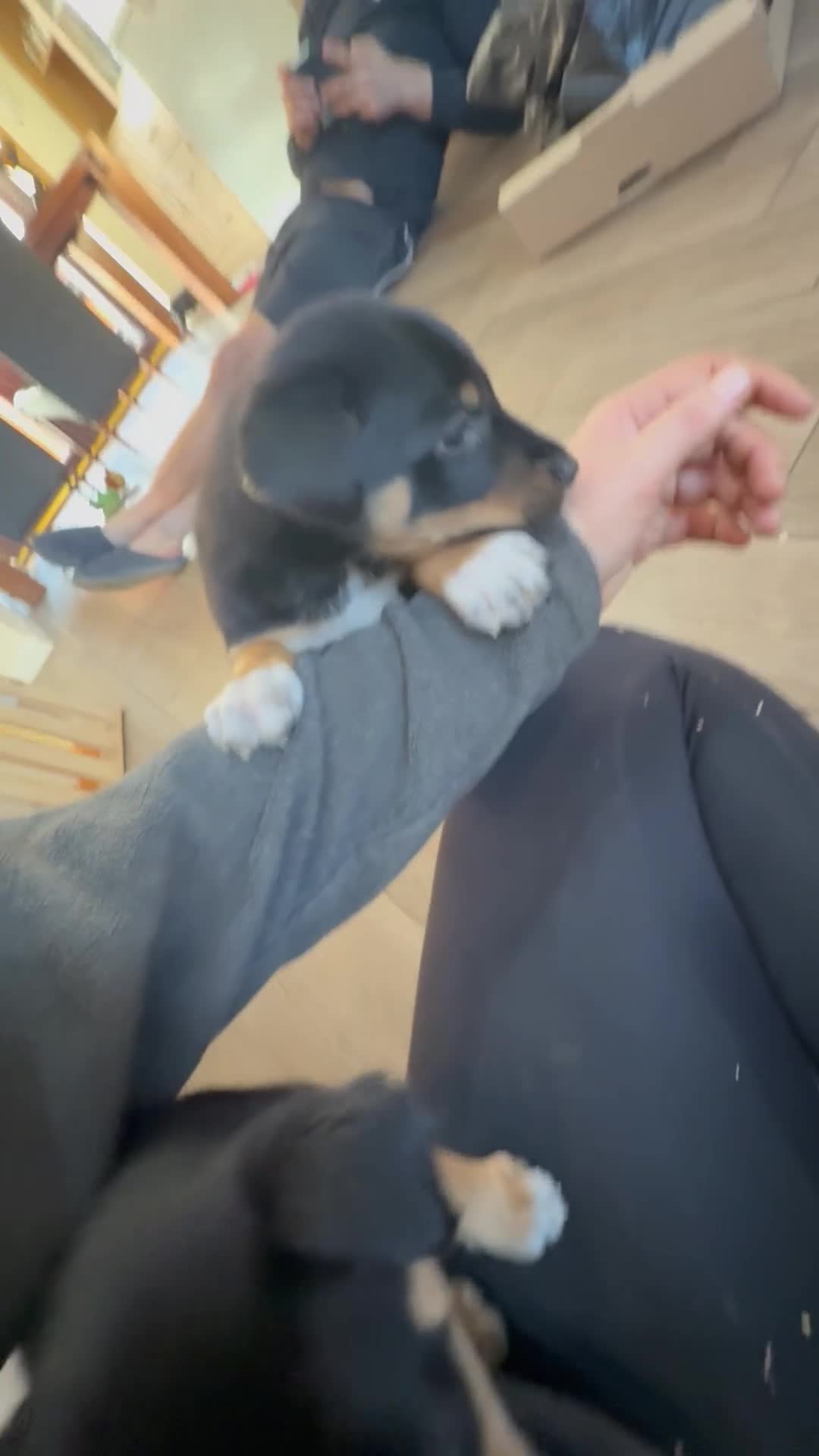 Australian Kelpie dogs for sale: Beautiful Australian kelpies  - Video 1