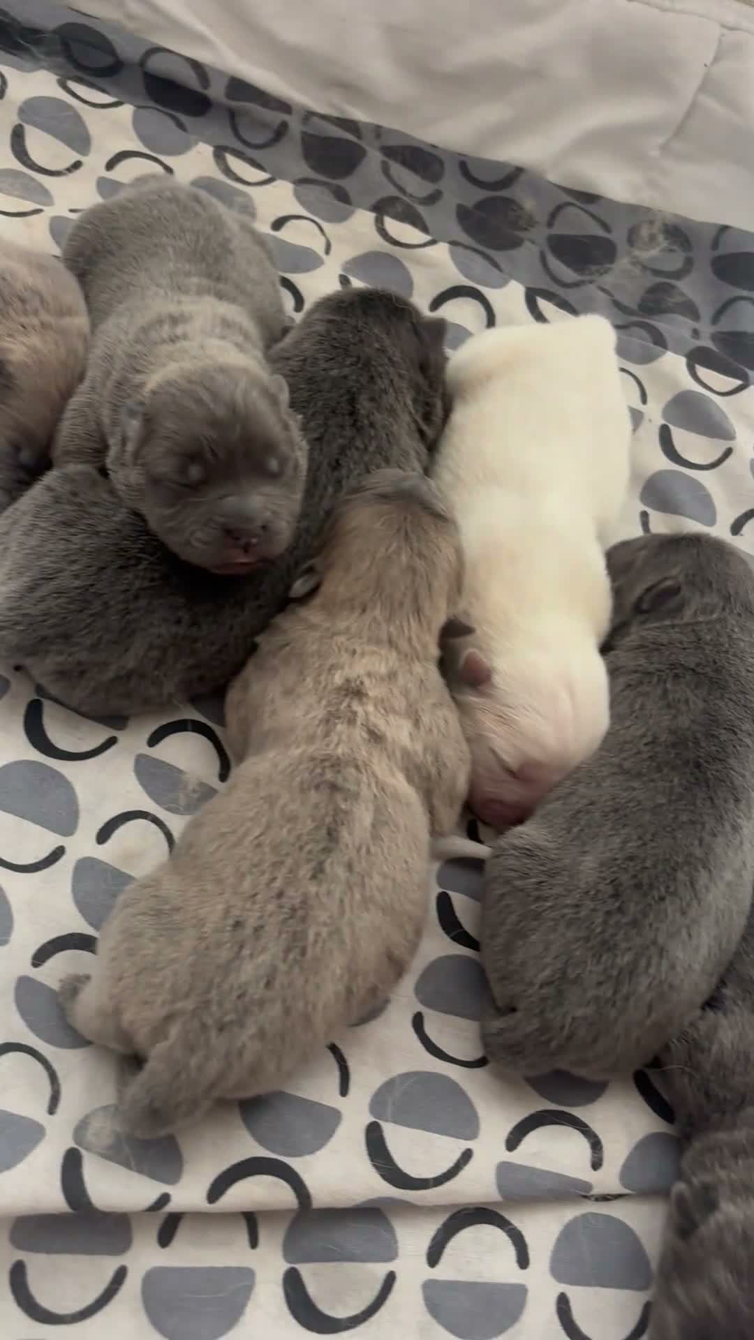 Chow Chow dogs for sale: 7 chow chow puppies - Video 1