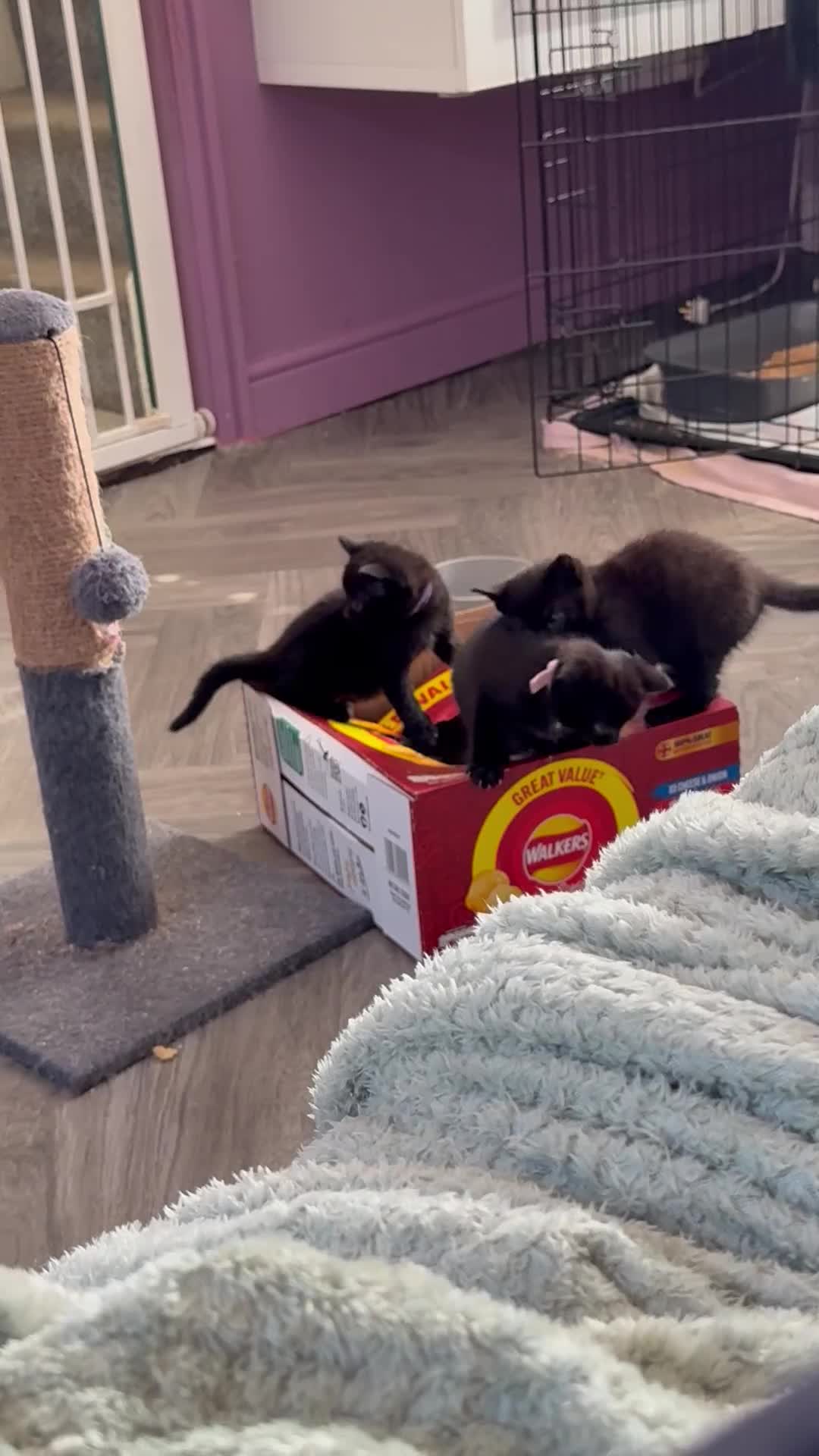 British Shorthair cats for sale: 4 beautiful Black shorthair girls  - Video 1