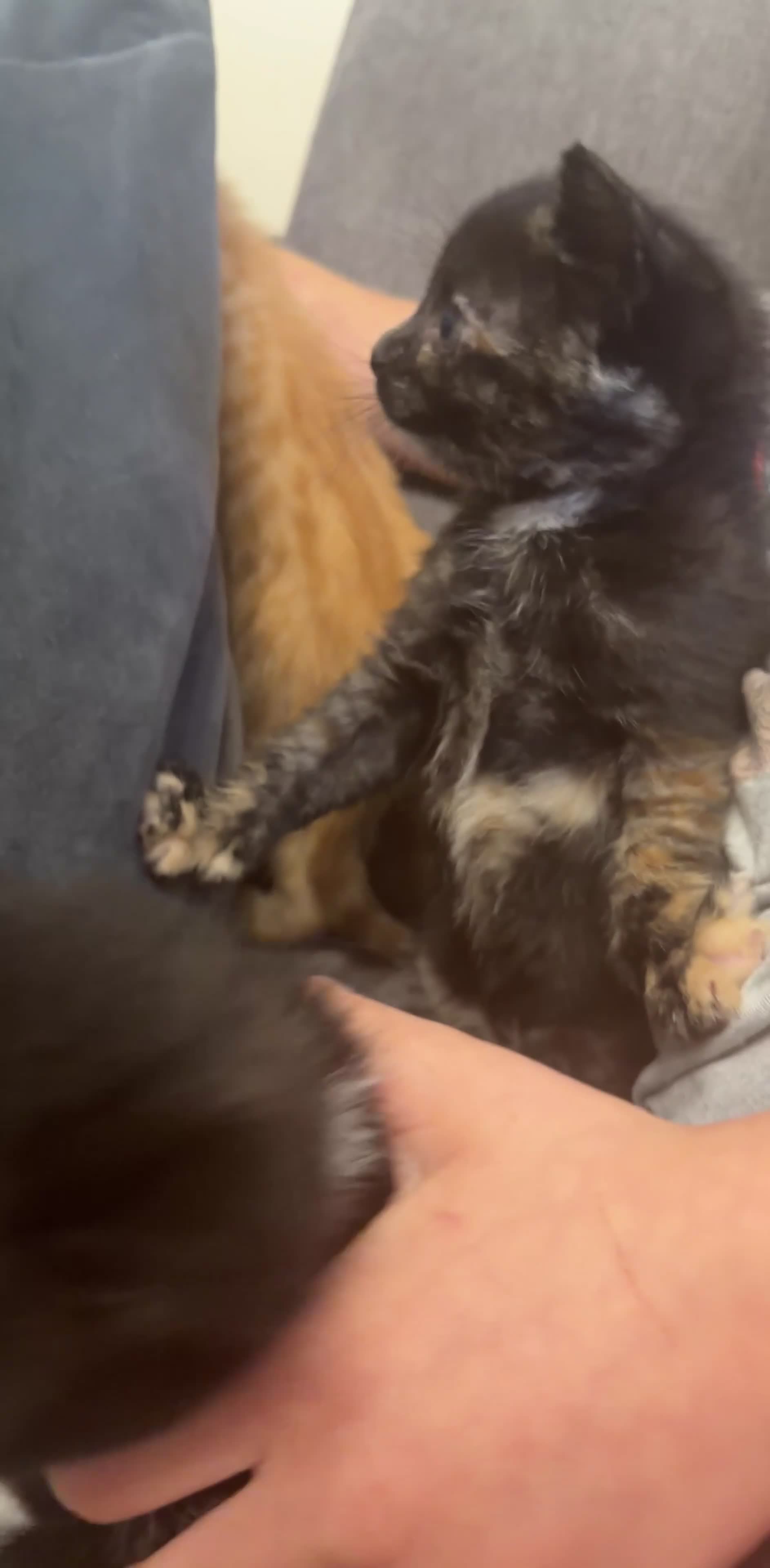 Mixed Breed cats for sale: 3 Adorable Litter Trained Kittens  - Video 1