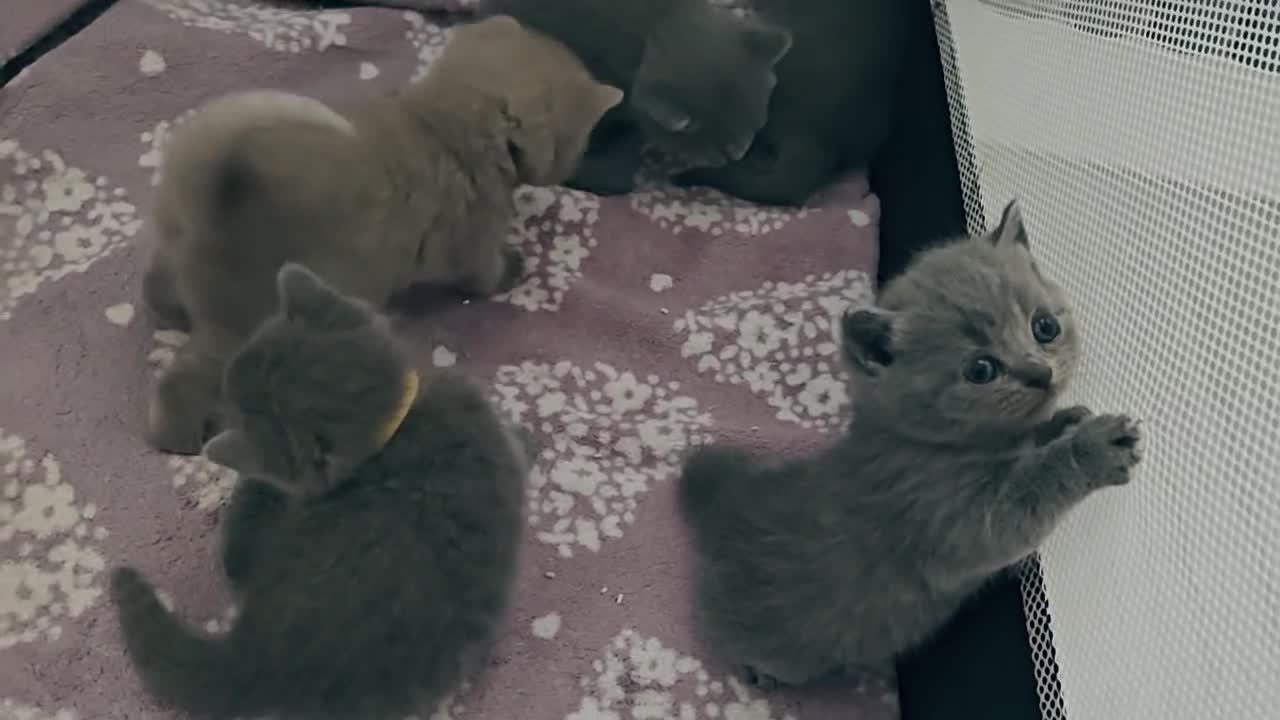 British Shorthair cats for sale: British shorthair blue / lilac kittens  - Video 1
