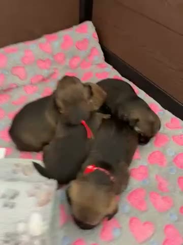 Border Terrier dogs for sale: Lilly  - Video 1