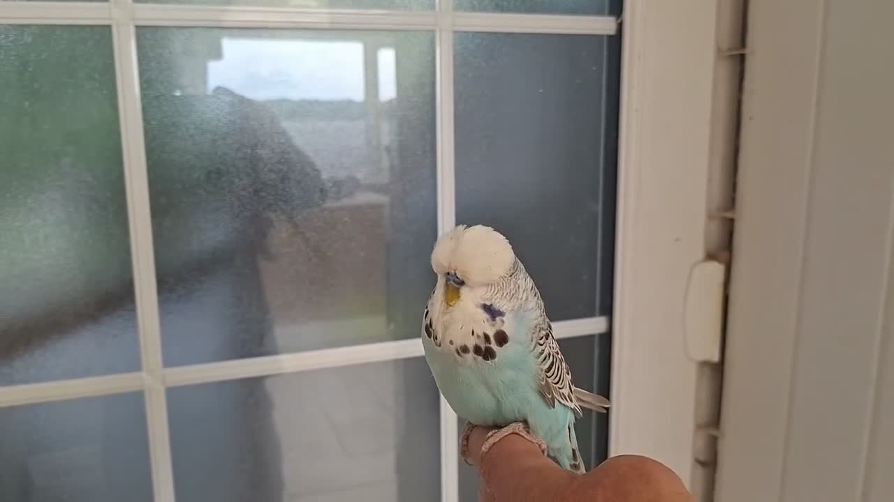 Budgerigars birds for sale: Exhibition Budgies for Sale  - Video 1