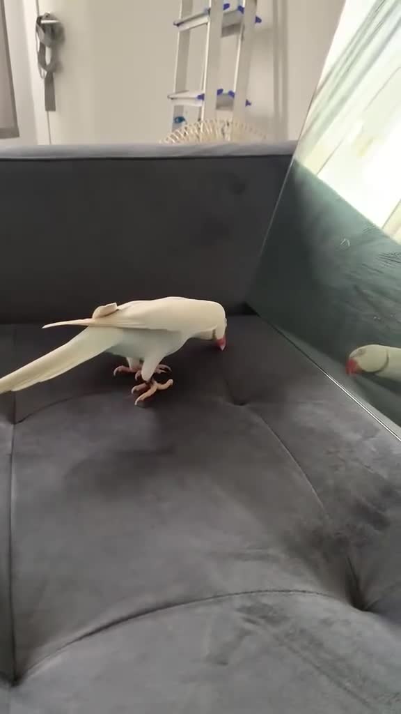 Ringnecks birds for sale: Ringnick for sale - Video 2