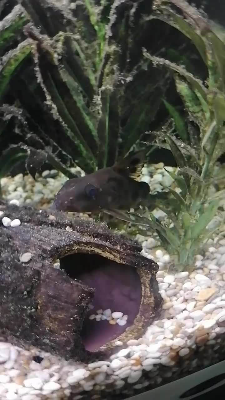 Catfish fish for sale: 2 large cat fish, aquarium and stand - Video 2