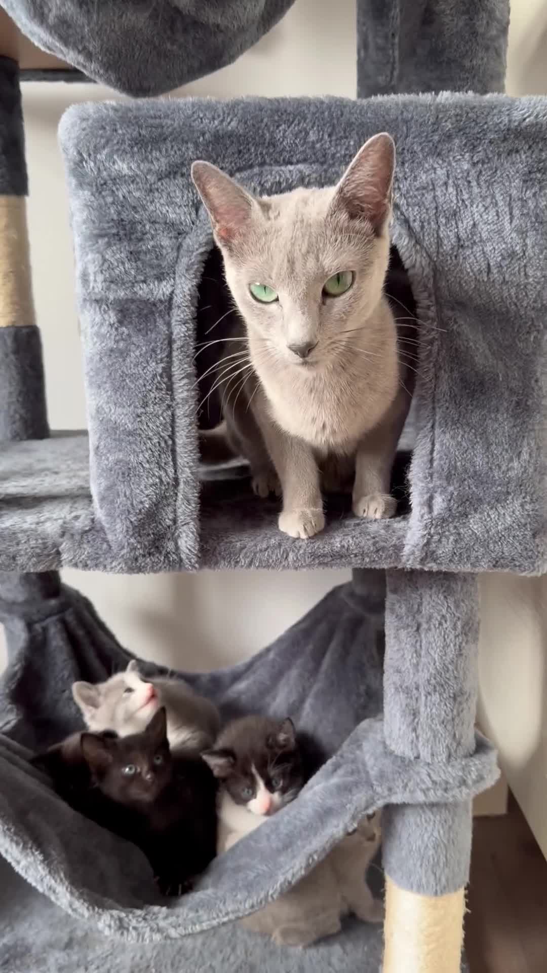 Russian Blue cats for sale: Russian Blue x BSH mixed breed Kittens  - Video 2