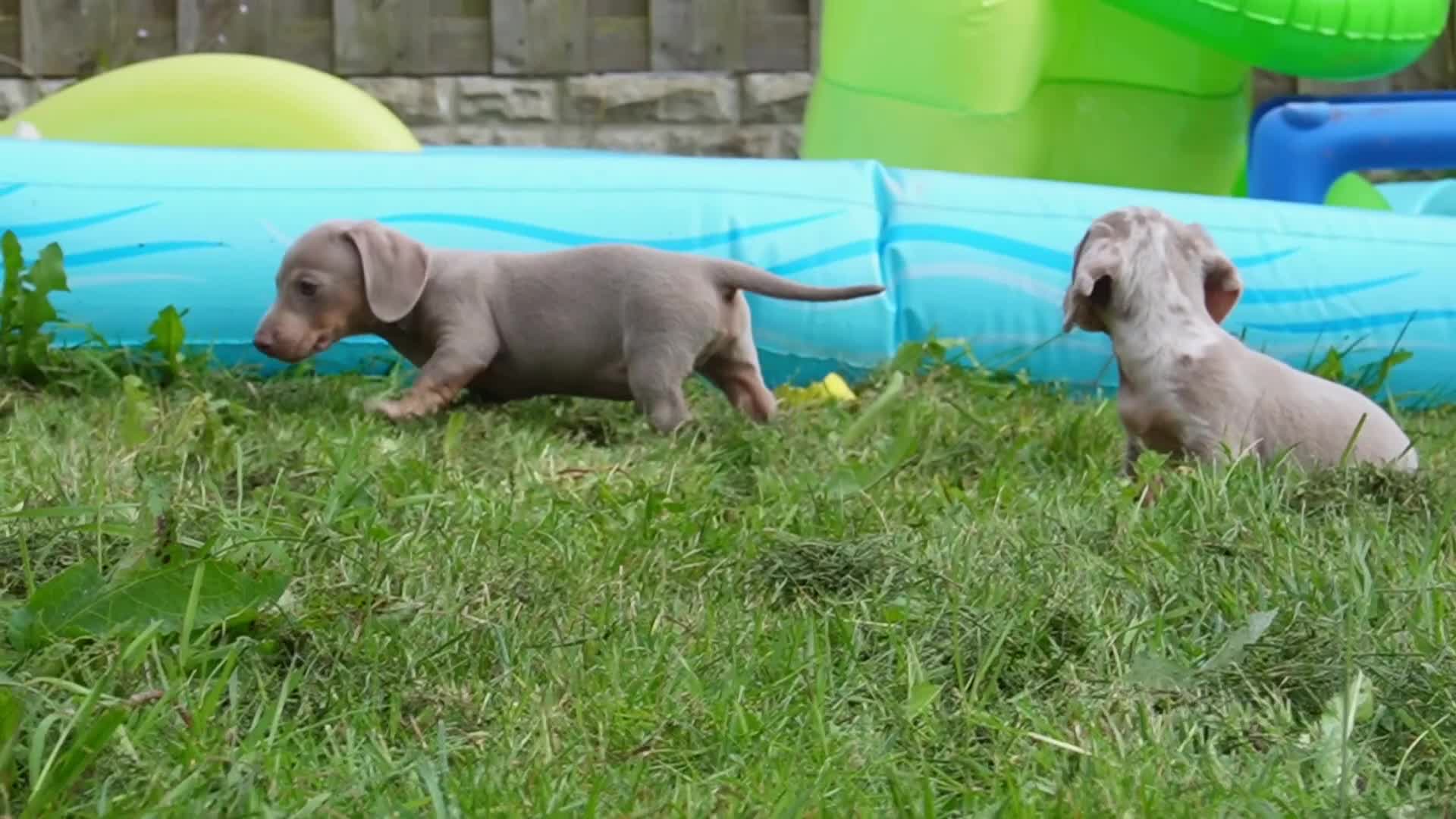 Miniature Dachshund dogs for sale: 🐾 Mini Dachshund Pups – Ready Aug 13 ✨ - Video 1