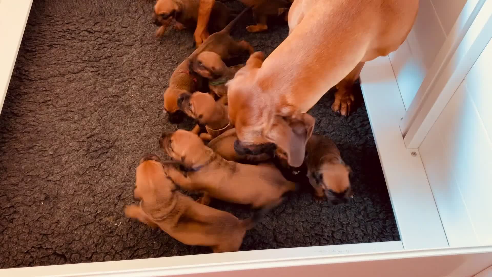 Rhodesian Ridgeback dogs for sale: Lovely Red Wheaten FULLY health tested parents in Pwllheli - Video 1