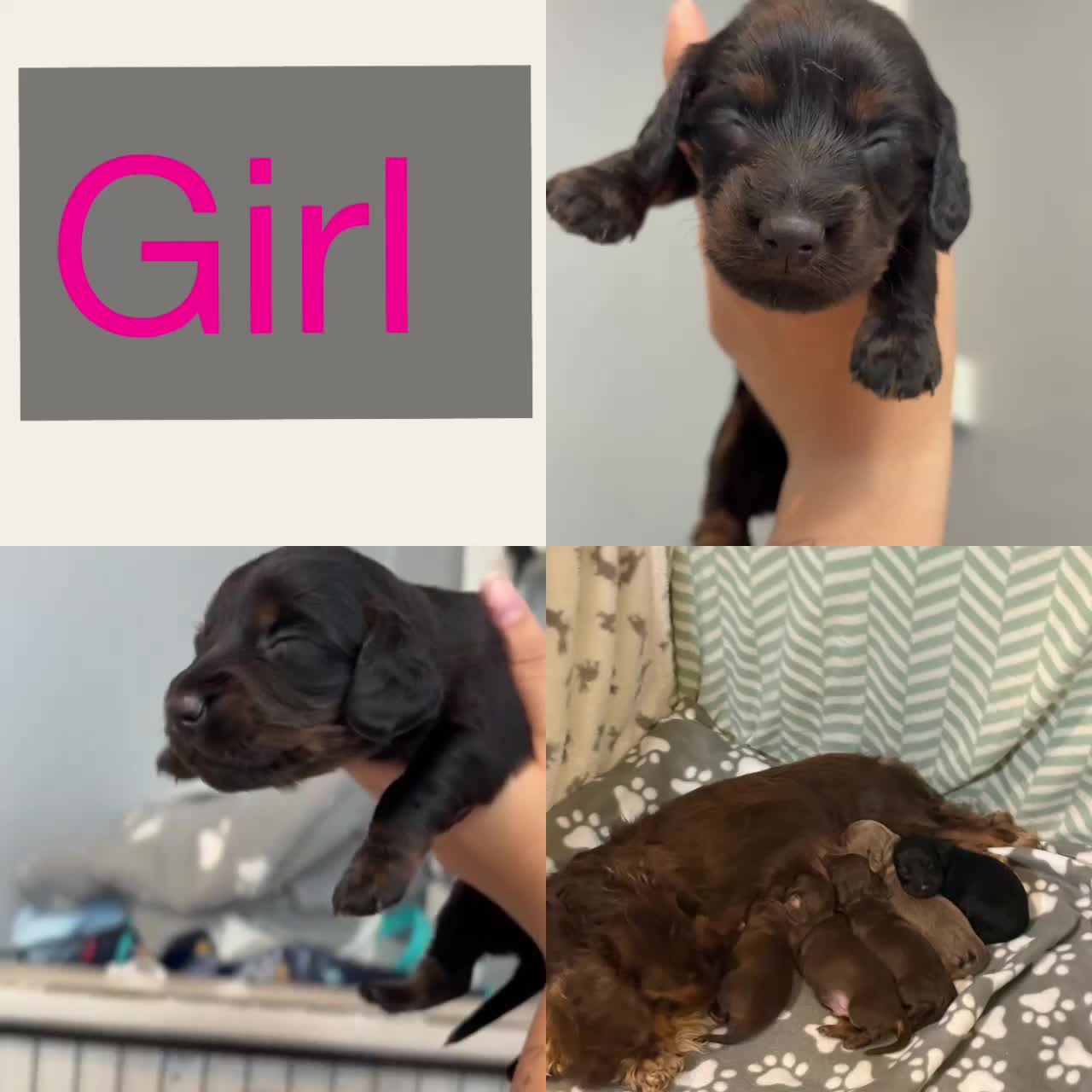 Dachshund dogs for sale: Long haired dachshund  - Video 4