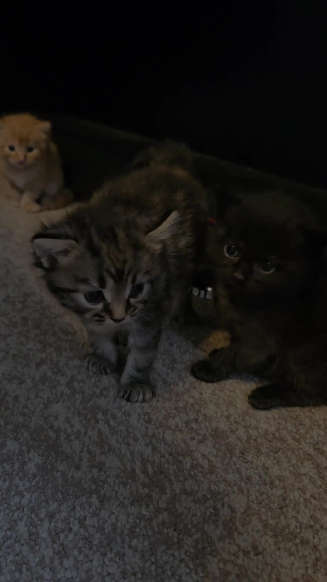 Ragdoll cats for sale: Exceptional Ragcoon x British Longhair – Premium - Video 2