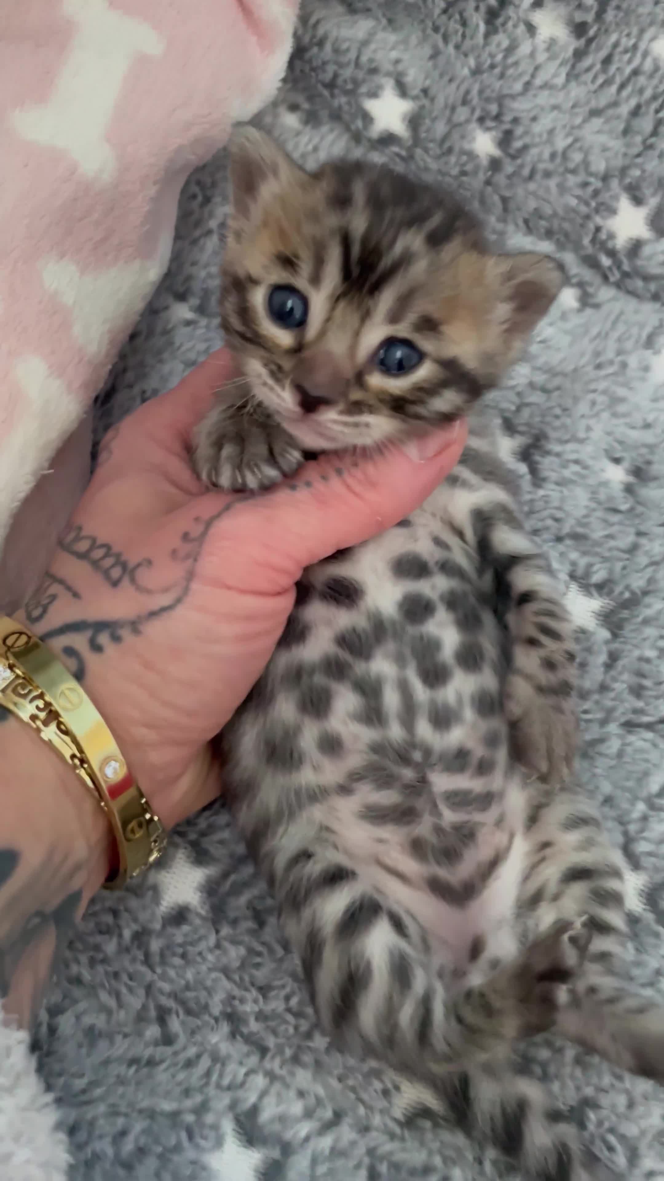 Bengal cats for sale: Incredibly beautiful Bengals kittens TICA  - Video 1