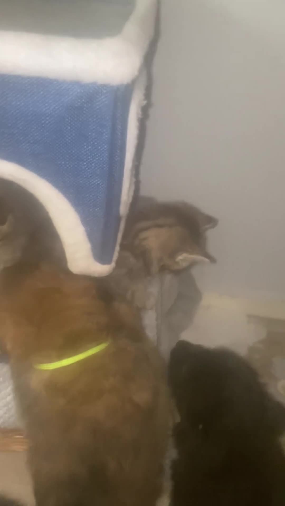 Mixed Breed cats for sale: Beautiful Bengal Kittens Looking for Forever Homes - Video 1
