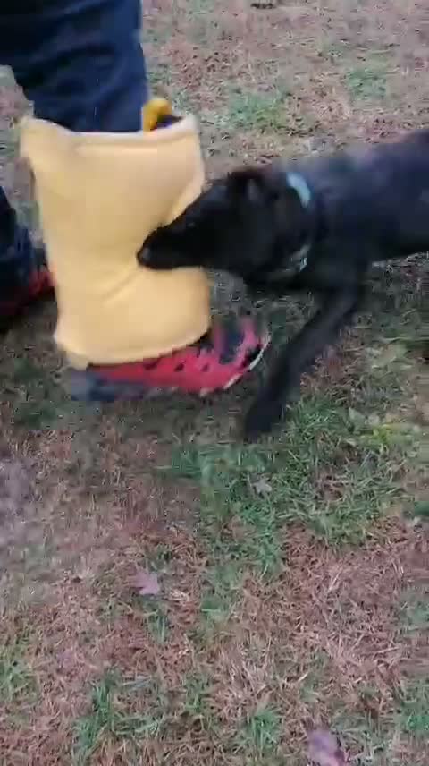 Belgian Shepherd Dog dogs for sale: Pure FCI Dutch Shepherd import  - Video 2