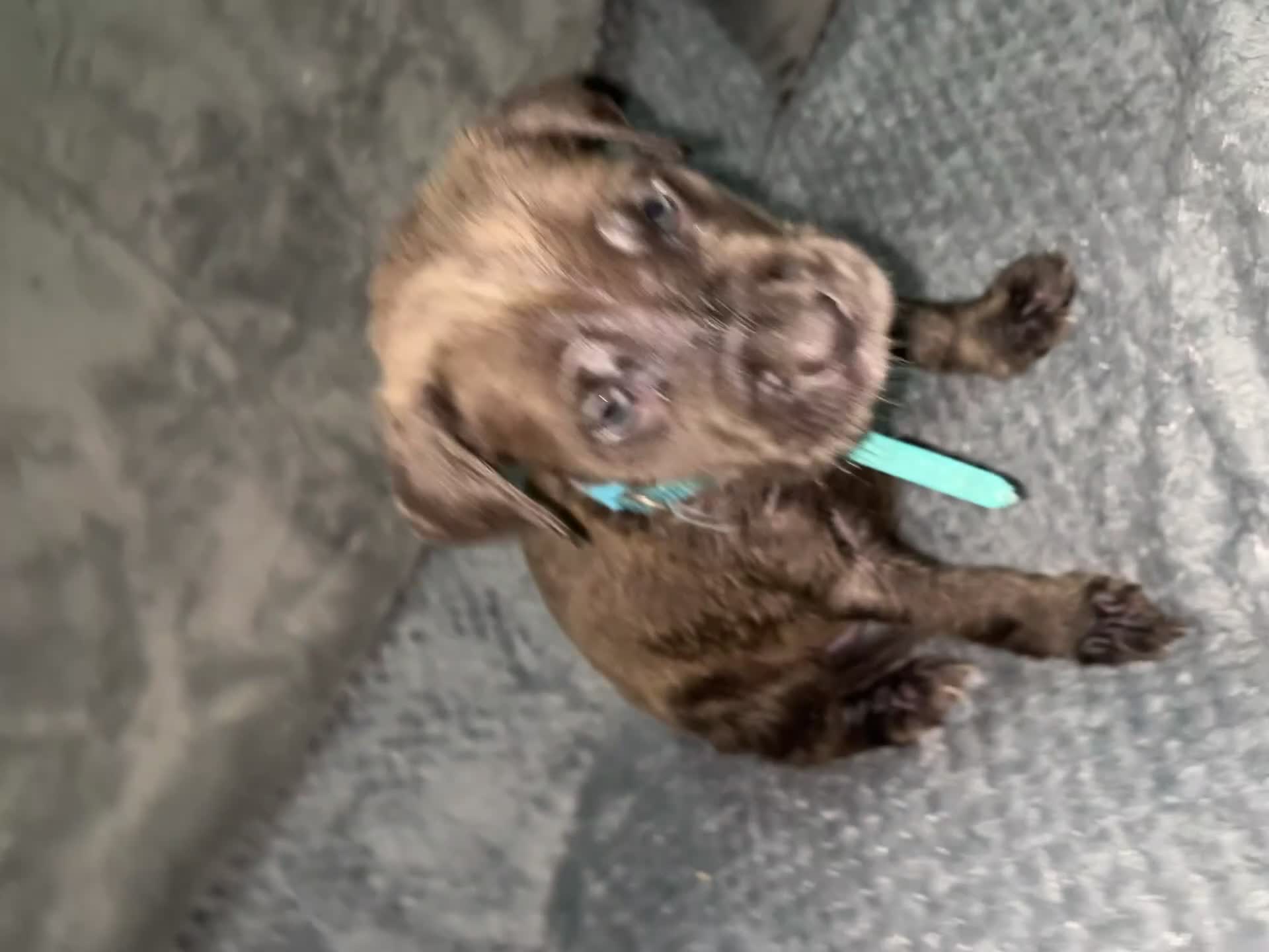 Cane Corso dogs for sale: 10 Adorable Cane Corso Puppies 🐶🐾🐾 - Video 1