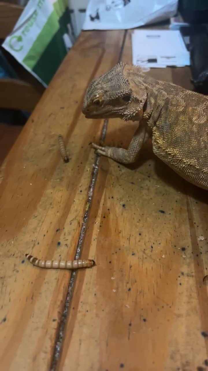 Bearded Dragon reptiles for sale: Male bearded dragon  - Video 1