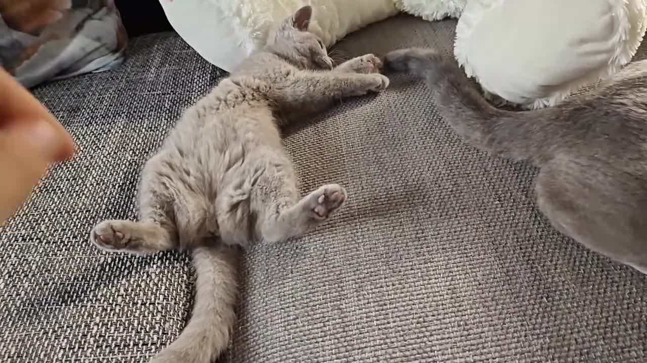 British Shorthair cats for sale: British shorthair blue / lilac kittens  - Video 2