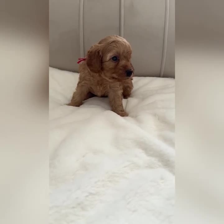 Cavapoo dogs for sale: Dream Cavapoo puppies, DNA Clear, Home Raised - Video 3