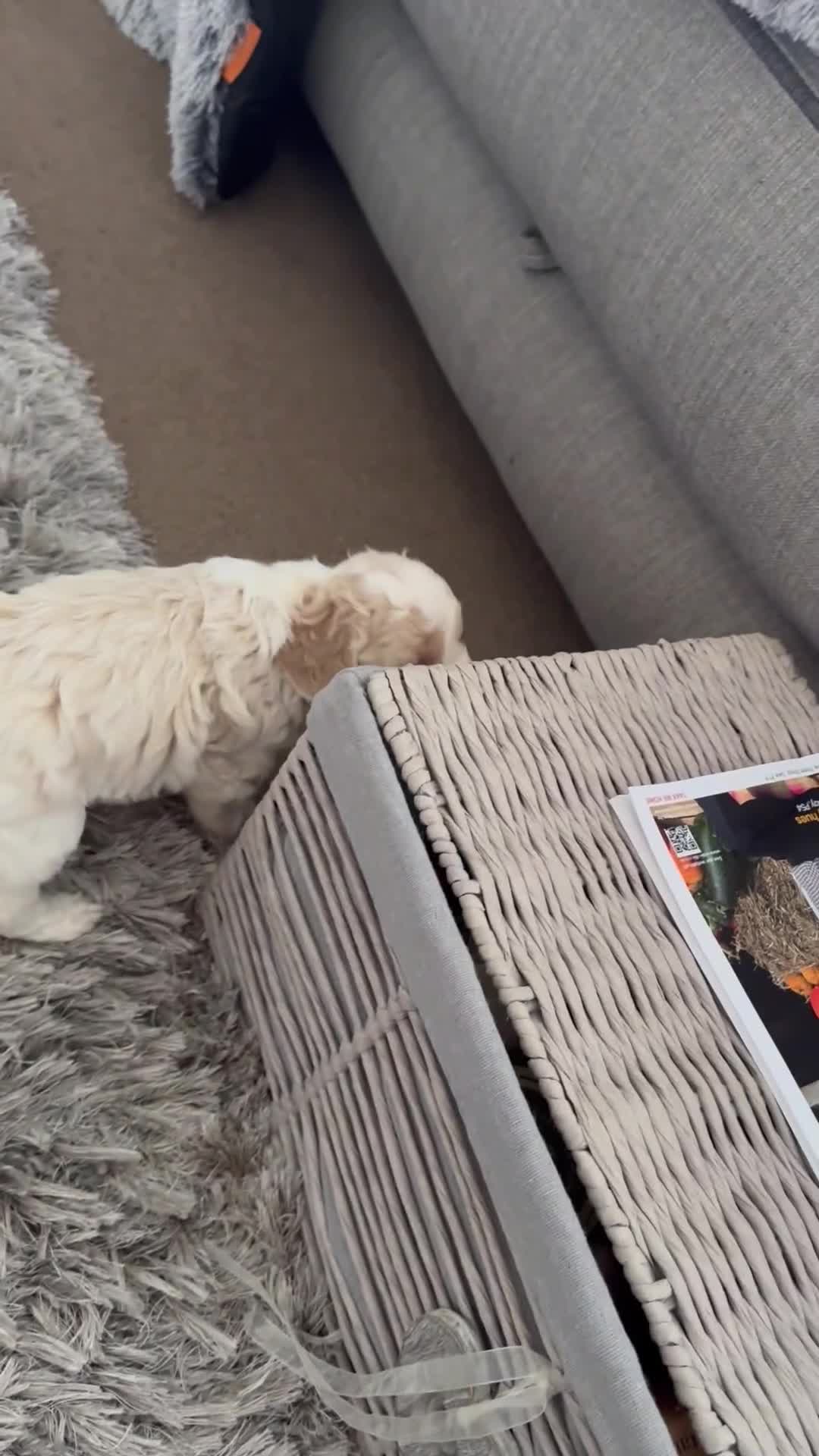 Cockapoo dogs for sale:   🐾 Cockapoo Puppies 🐶  - Video 1