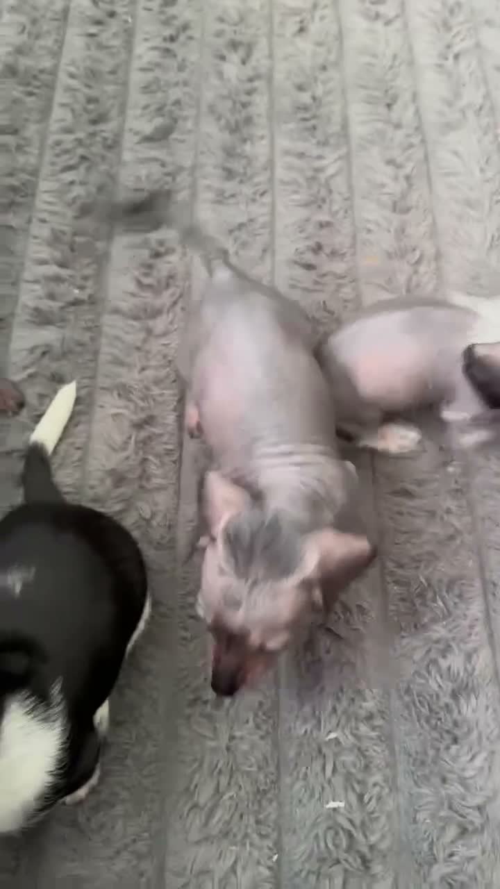 Dachshund dogs for sale: Dachshund cross Chinese crested  - Video 3