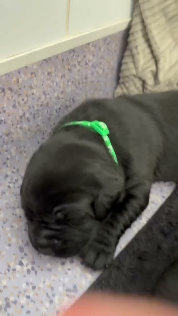 Labrador Retriever dogs for sale: Labrador puppies - Video 1